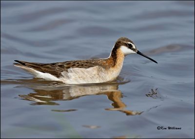 Wilson's Phalarope male, Wagoner Co, OK, 5-20-2023_0L0A6101Dz.jpg