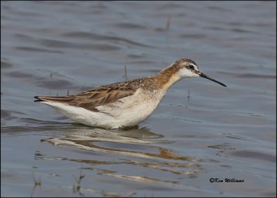 Wilson's Phalarope male, Wagoner Co, OK, 5-20-2023_5381Dz.jpg