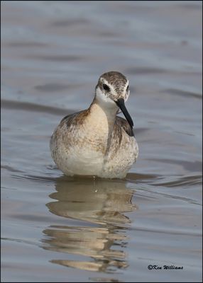 Wilson's Phalarope male, Wagoner Co, OK, 5-20-2023_5390Dz.jpg