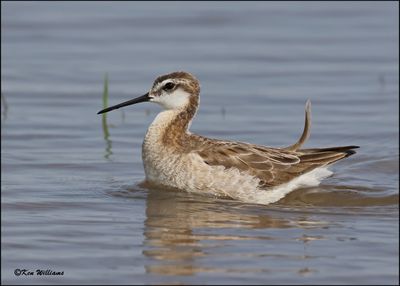 Wilson's Phalarope male, Wagoner Co, OK, 5-20-2023_5950Dz.jpg