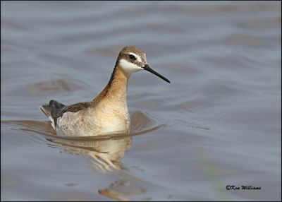 Wilson's Phalarope male, Wagoner Co, OK, 5-20-2023_6105Dz.jpg