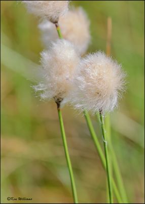 Cotton Grass, Big Bog Boardwalk, MN 5-28_2023._0L0A9134Dze.jpg