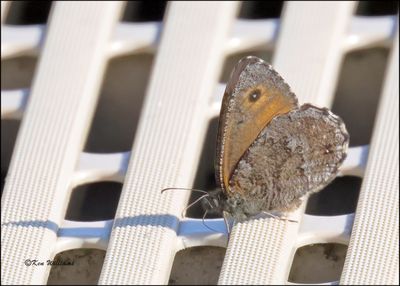 Grass Skippers