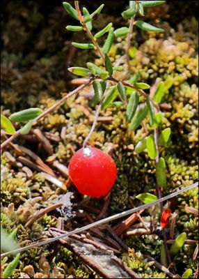 Large Cranberry, Big Bog Boardwalk, MN 5-27_2023_0L0A9278Dz.jpg