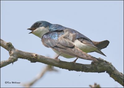 Tree Swallow, Magee Marsh, OH, 05_23_2023.0L0A7390Dz.jpg