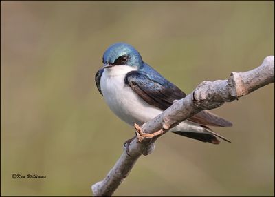Tree Swallow, Magee Marsh, OH, 05_23_2023.0L0A7527Dz.jpg