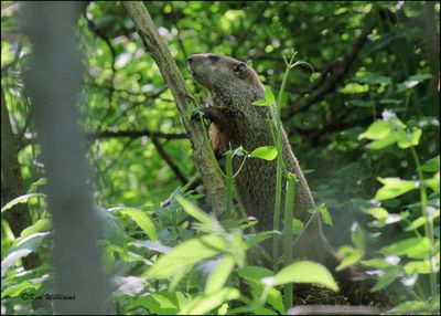 Woodchuck