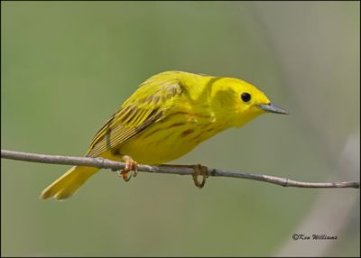Yellow Warbler male, Magee Marsh, OH, 05_24_2023.0L0A8003Dz.jpg