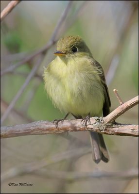 Yellow-bellied Flycatcher