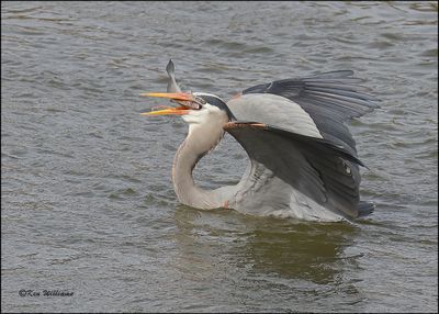 Great Blue Heron