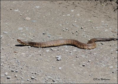 Northern Cottonmouth, Wagoner Co, OK, 4-29-2023_0L0A4957Dz.jpg