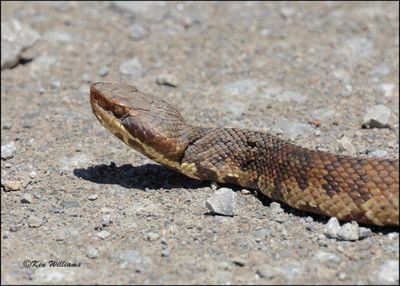 Northern Cottonmouth, Wagoner Co, OK, 4-29-2023_0L0A4969Dz.jpg