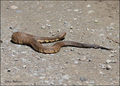 Northern Cottonmouth, Wagoner Co, OK, 4-29-2023_0L0A4987Dz.jpg