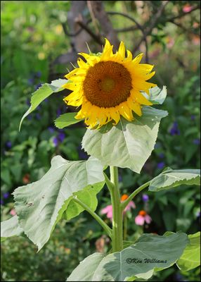 Sunflower, Rogers Co yard, OK, OK, 6-25-2023_0L0A0014Dz.jpg