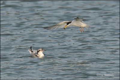 Least Tern fledgling & adult, Muskogee Co, OK, 8-19-2023_2985Dz.jpg