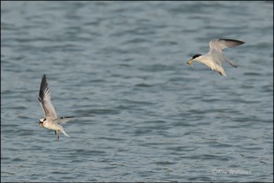 Least Tern fledgling & adult, Muskogee Co, OK, 8-19-2023_3024Dz.jpg