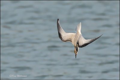 Least Tern fledgling, Muskogee Co, OK, 8-19-2023_3039Dz.jpg