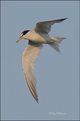Least Tern Interior adult, Muskogee Co, OK, 8-19-2023_2373Dz.jpg