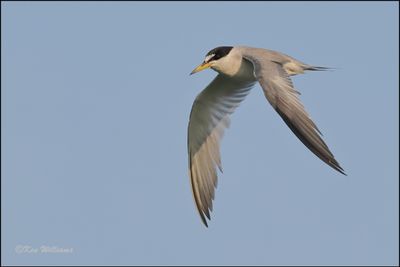 Least Tern Interior adult, Muskogee Co, OK, 8-19-2023_2437Dz.jpg