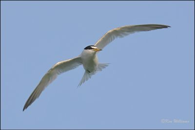 Least Tern Interior adult, Muskogee Co, OK, 8-19-2023_2631Dz.jpg