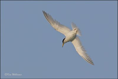 Least Tern Interior adult, Muskogee Co, OK, 8-19-2023_2760Dz.jpg