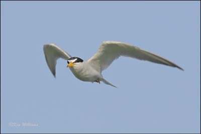 Least Tern Interior adult, Muskogee Co, OK, 8-19-2023_3427Dz.jpg
