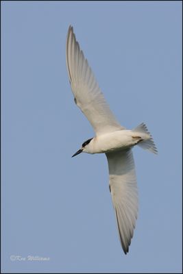 Least Tern Interior sub adult, Muskogee Co, OK, 8-19-2023_3411Dz.jpg
