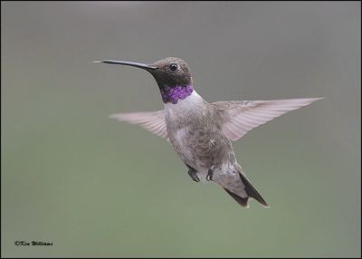 :Black-chinned Hummingbird: