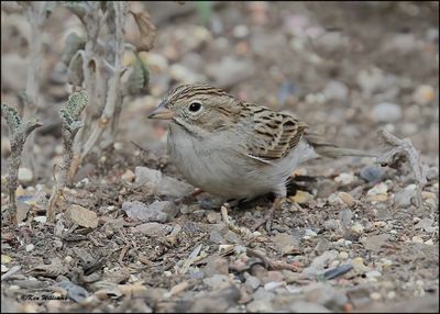 :Brewer's Sparrow: