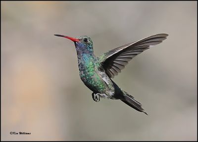 :Broad-billed Hummingbird: