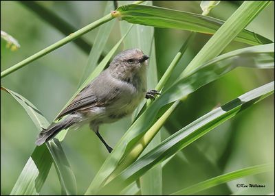 Bushtit, Patagonia, AZ, 9-2-2023_1996Dz.jpg