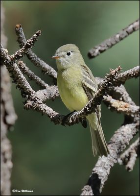 Cordilleran Flycatcher