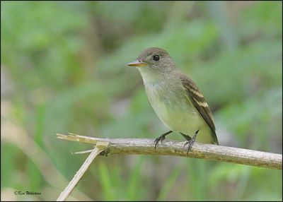 Willow Flycatcher