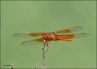 :Flame Skimmer: