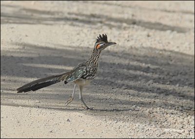 Greater Roadrunner, Barfoot Park, AZ, 8-30-2023_6495Dz.jpg