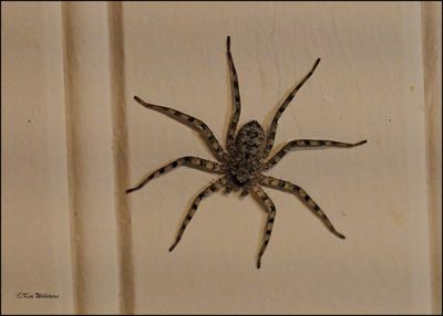 Spiders