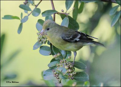 Lesser Goldfinch female, Madera Canyon, AZ, 9-2-2023_3120Dz.jpg