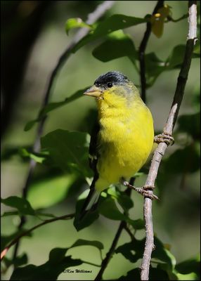Lesser Goldfinch Texas variety male, Capulin Spring, Sandia Mts, NM, 9-8-2023_4192Dz.jpg