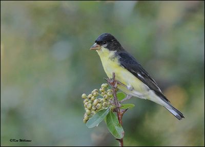 Lesser Goldfinch Texas variety male, Madera Canyon, AZ, 9-2-2023_3064Dz.jpg