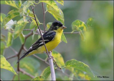 Lesser Goldfinch Texas variety male, Portal, AZ, 8-26-2023_5609Dz.jpg