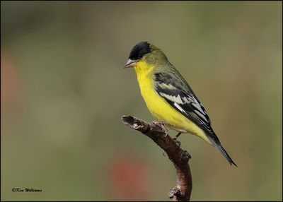 Lesser Goldfinch Western variety male, Ash Canyon, AZ, 9-1-2023_0301Dz.jpg