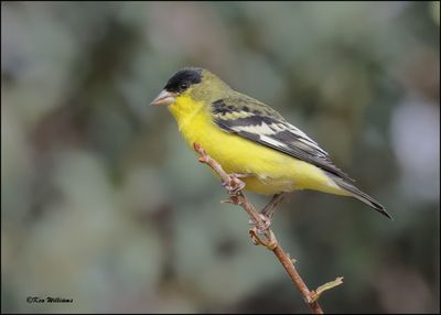 Lesser Goldfinch Western variety male, Ash Canyon, AZ, 9-1-2023_0315Dz.jpg