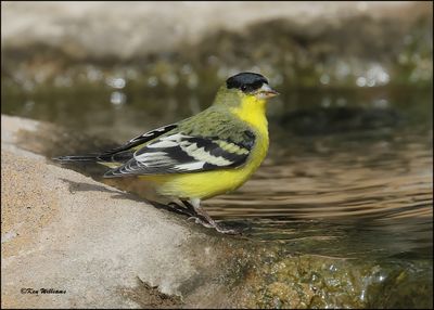 Lesser Goldfinch Western variety male, Ash Canyon, AZ, 9-1-2023_0330Dz.jpg