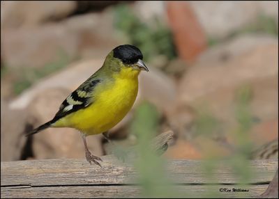 Lesser Goldfinch Western variety male, Ash Canyon, AZ, 9-1-2023_0337Dz.jpg