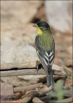 Lesser Goldfinch Western variety male, Ash Canyon, AZ, 9-1-2023_0410Dz.jpg