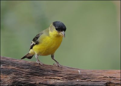 Lesser Goldfinch Western variety male, Ash Canyon, AZ, 9-1-2023_0469Dz.jpg