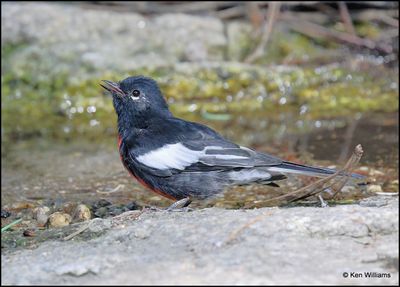 : Painted Redstart :