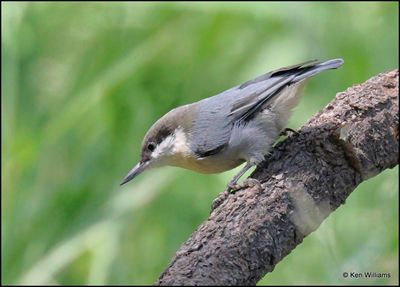 Pygmy Nuthatch, Barfoot Park, AZ, 8-30-2023_5451Dz.jpg