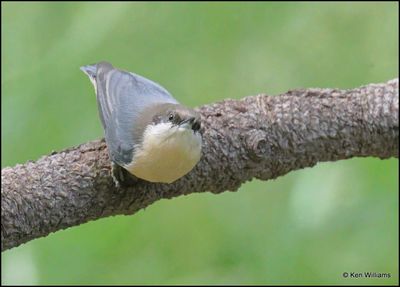 Pygmy Nuthatch, Barfoot Park, AZ, 8-30-2023_5979Dz.jpg