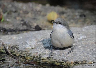 Pygmy Nuthatch, Mt Lemmon, AZ, 9-6-2023_3838Dz.jpg
